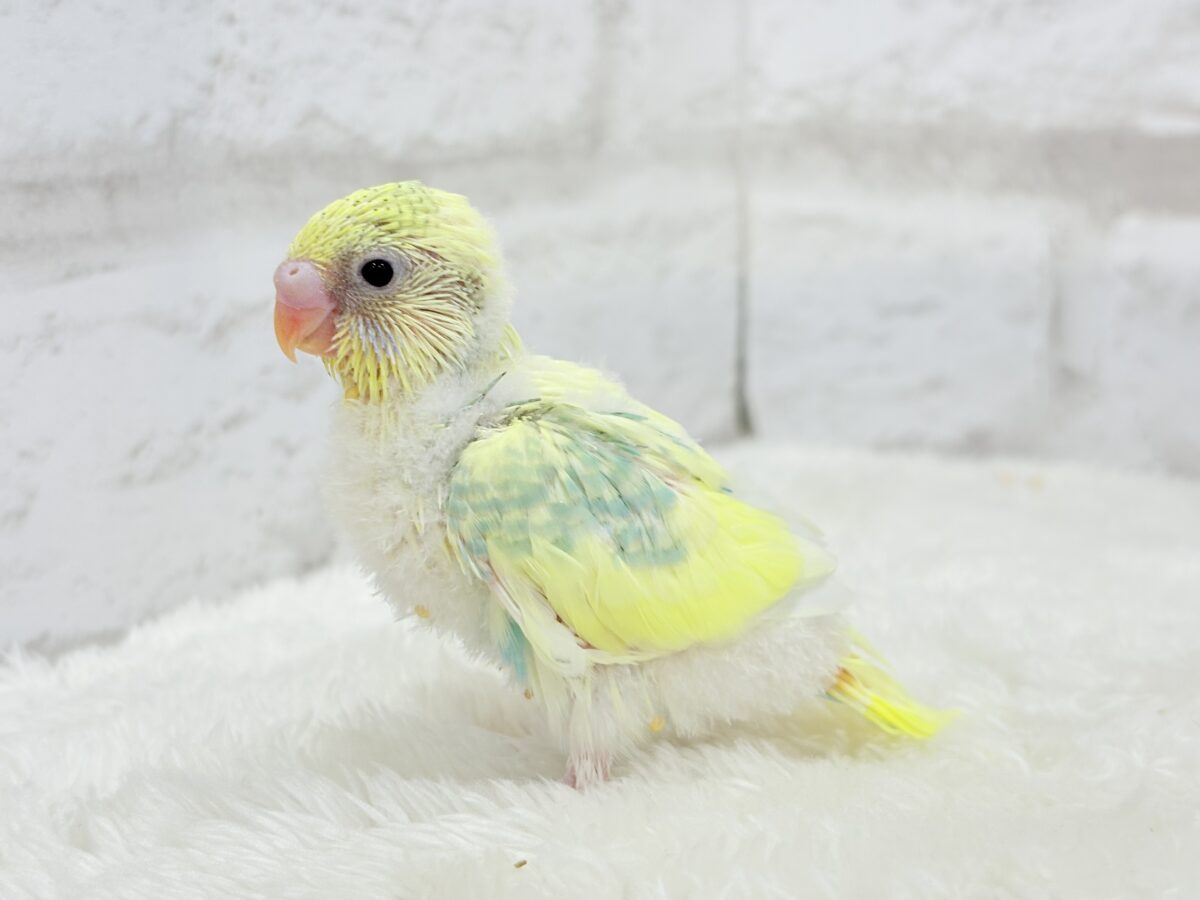 セキセイインコ