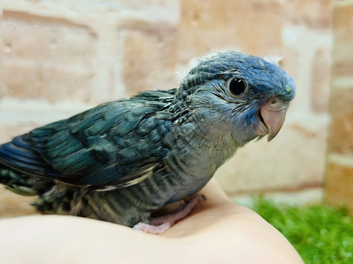 サザナミインコ