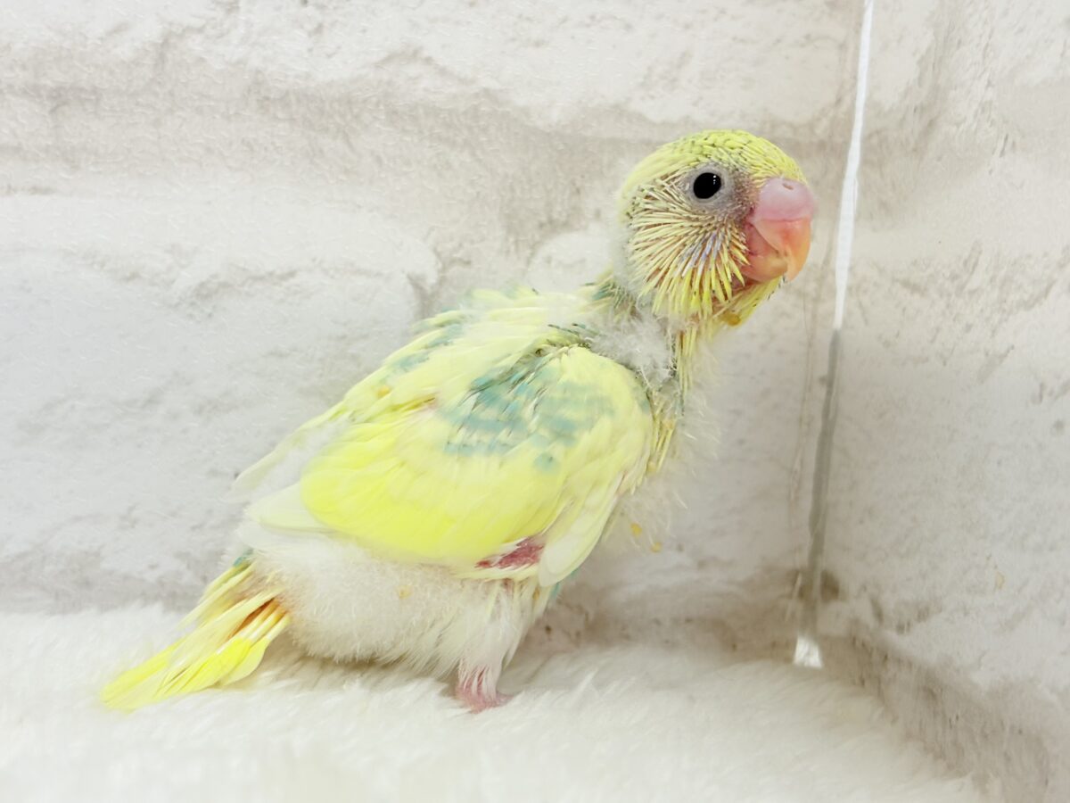 【最新画像更新🪄】お花みたいな模様がチャームポイント🐣🌼セキセイインコ(パステルカラーレインボーパイド) ヒナ セキセイインコ
