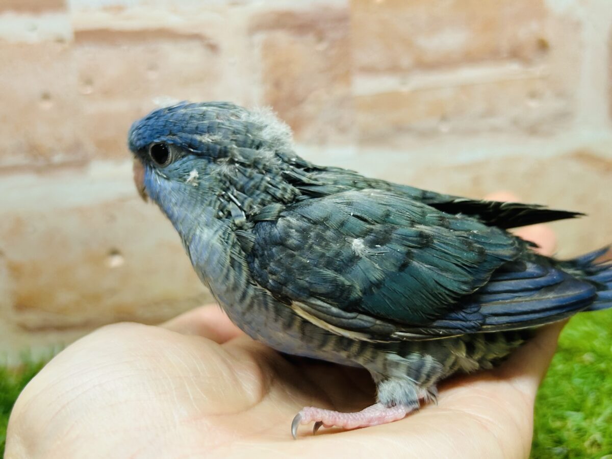 サザナミインコ
