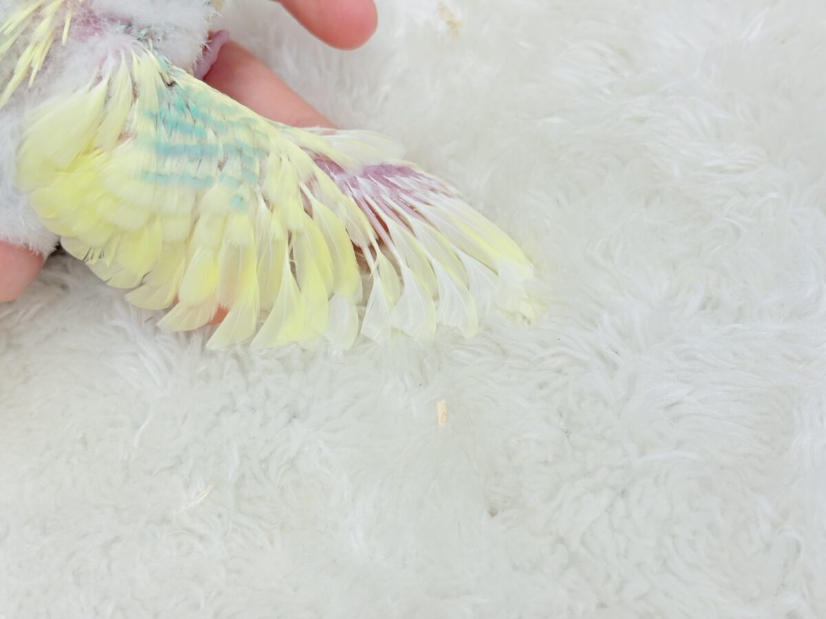 セキセイインコ