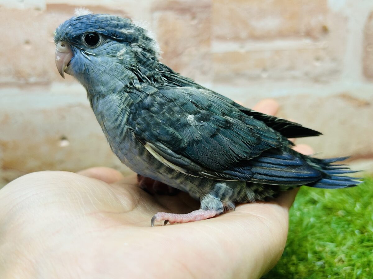 サザナミインコ