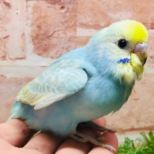 ①カラフルなセキセイちゃんがやってきましたー(*´ω`*)💗💚💛　セキセイインコ（レインボー系）