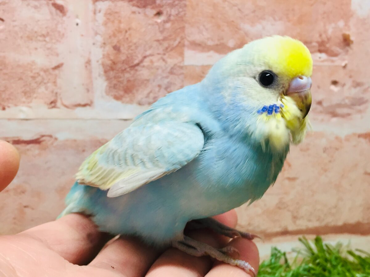 ①カラフルなセキセイちゃんがやってきましたー(*´ω`*)💗💚💛　セキセイインコ（レインボー系）