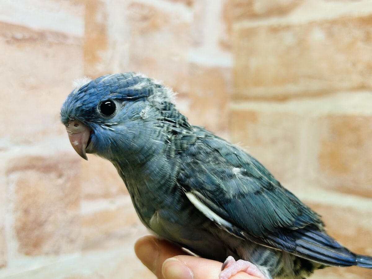 サザナミインコ
