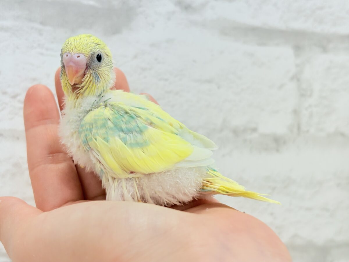 【最新画像更新🪄】お花みたいな模様がチャームポイント🐣🌼セキセイインコ(パステルカラーレインボーパイド) ヒナ セキセイインコ