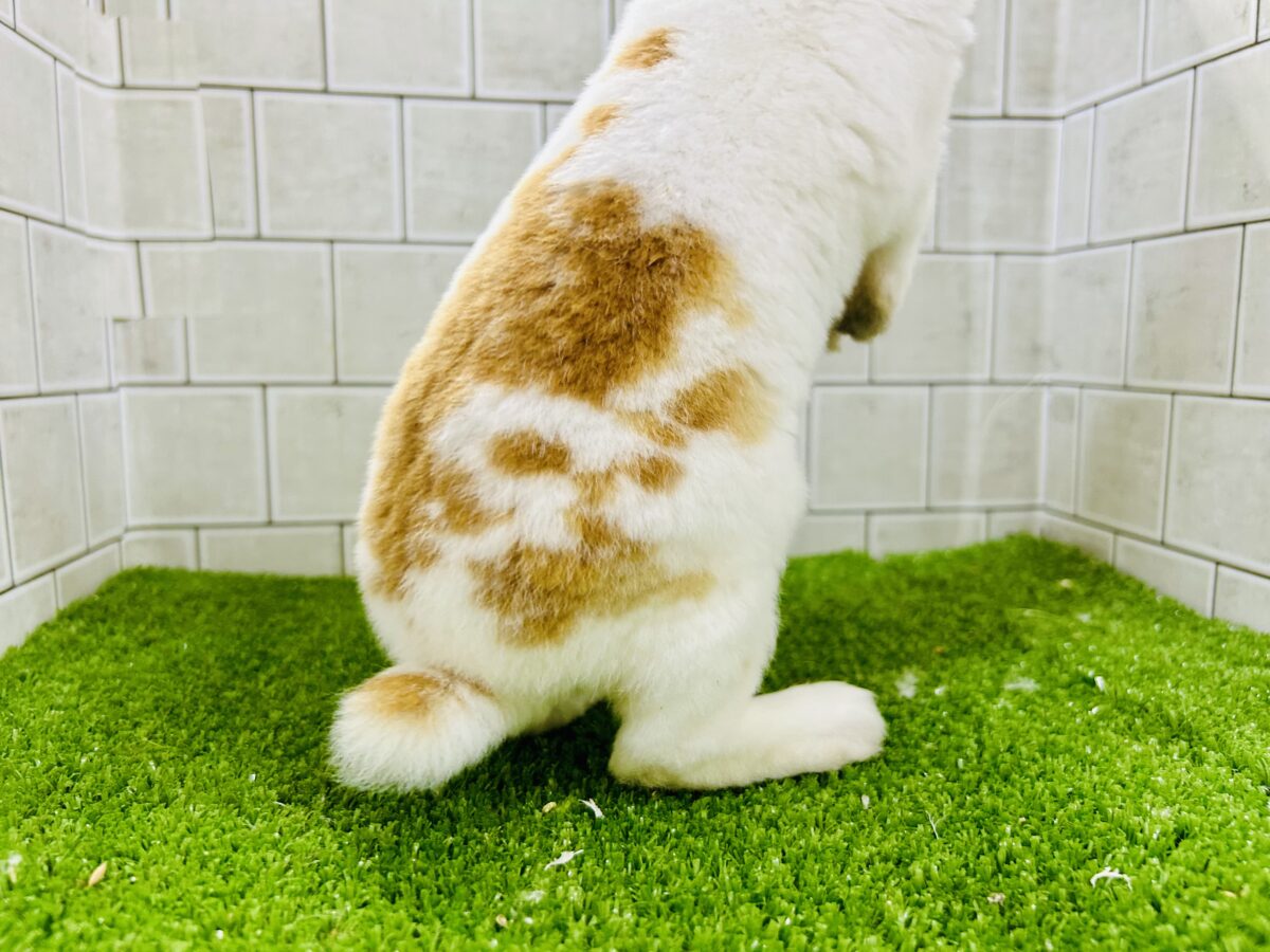 ミニレッキス