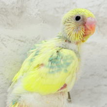 お花みたいな模様がチャームポイント🐣🌼セキセイインコ(パステルカラーレインボーパイド) ヒナ
