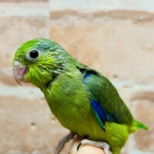 グリーンカラーのマメちゃんがやってきました✨💚✨💚✨💚　マメルリハ（ノーマル）男のコ