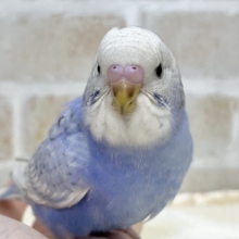 【🆙最新画像あり‼️】ムムッとフェイス❓笑　セキセイインコ（ブルースパングル）