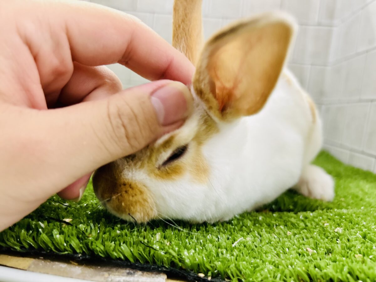 ミニレッキス