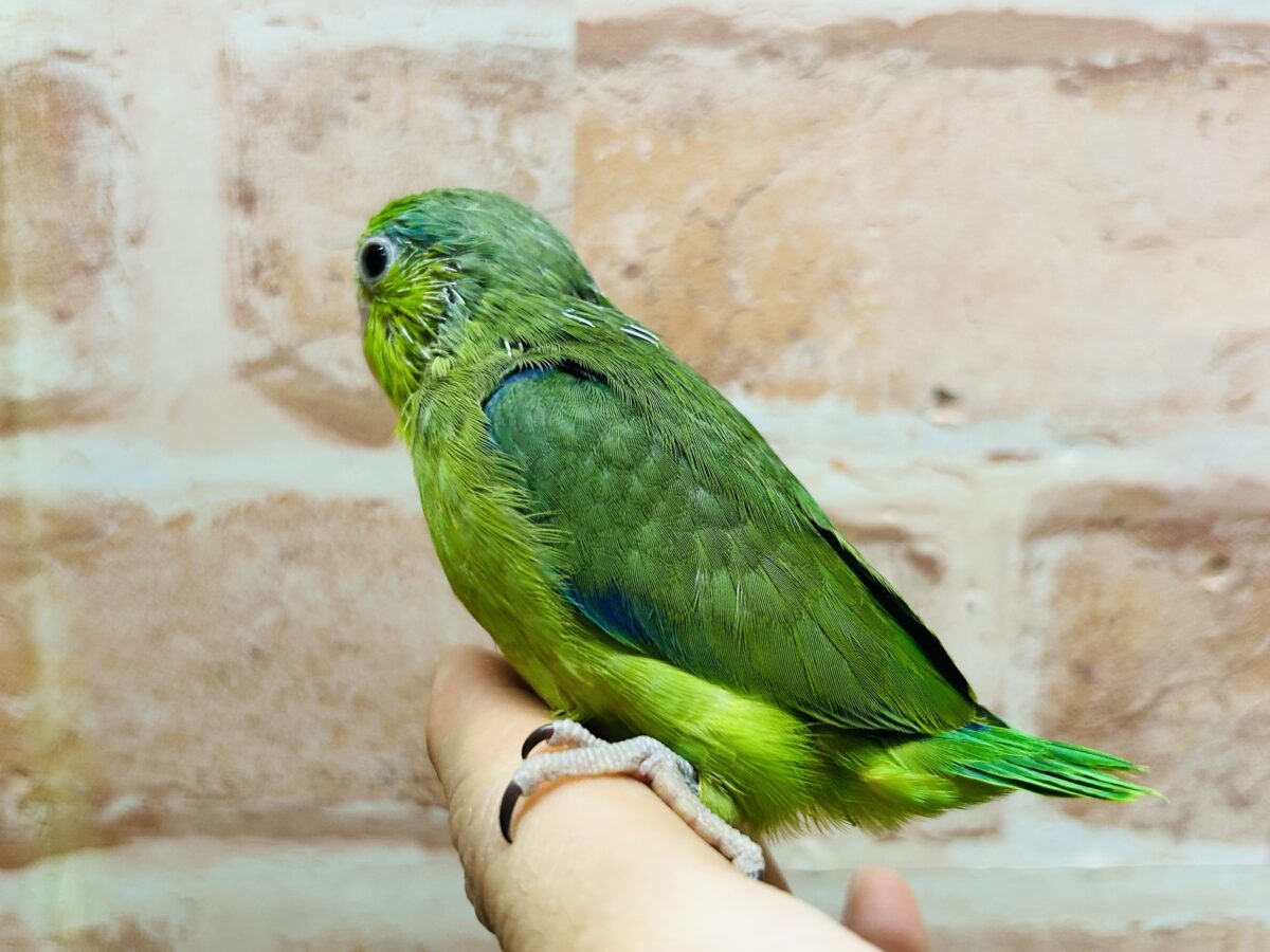 マメルリハ