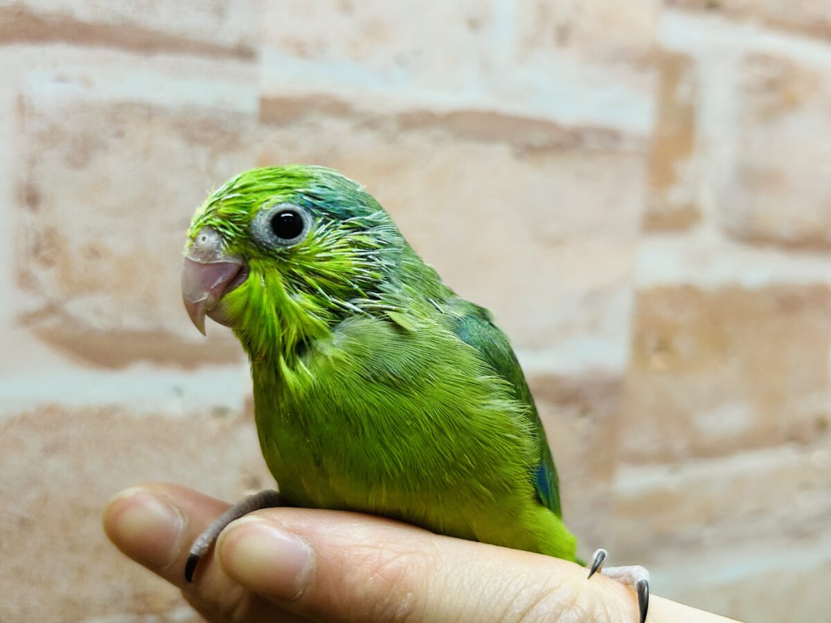マメルリハ