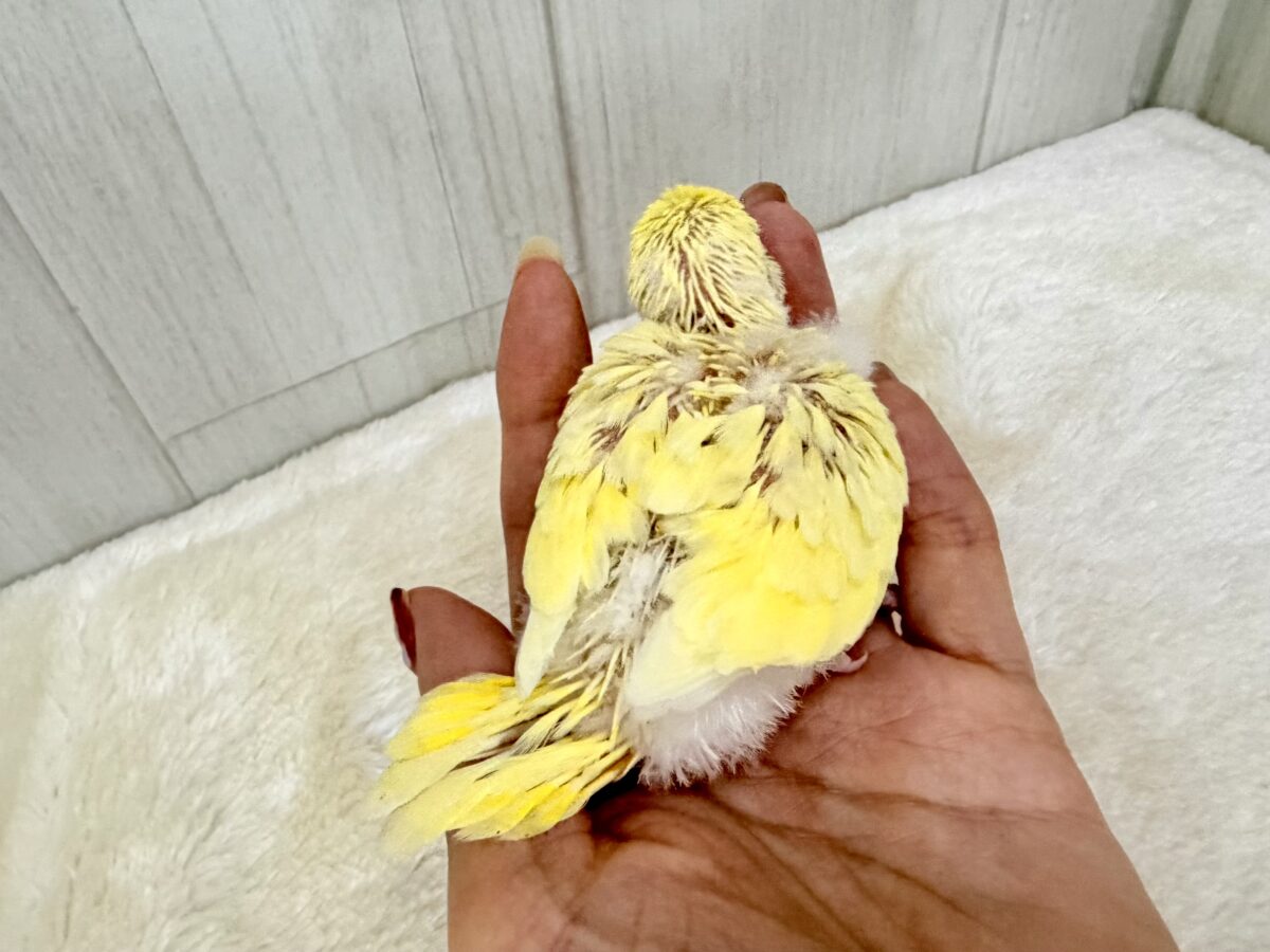 セキセイインコ