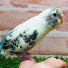 久々入舎です！💚💛💗　セキセイインコ（四色ハルクイン）
