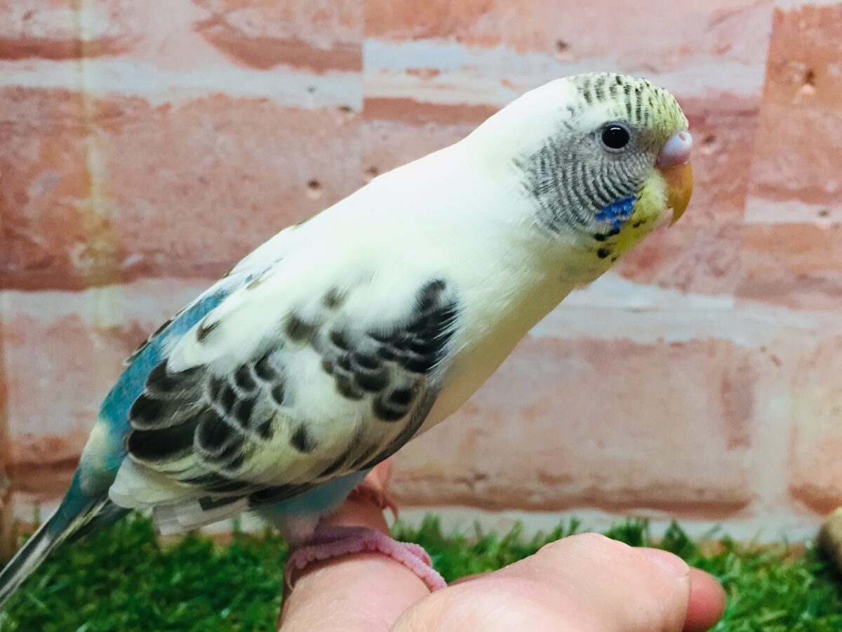 久々入舎です！💚💛💗　セキセイインコ（四色ハルクイン）
