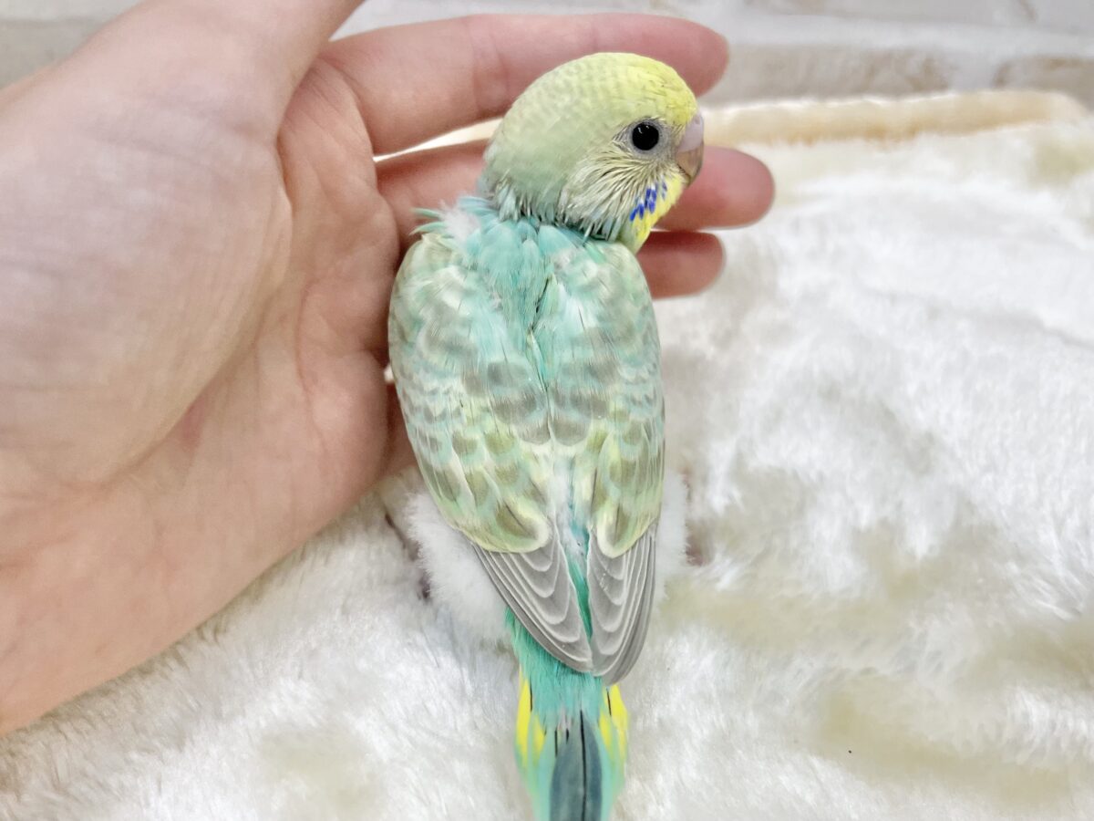 セキセイインコ