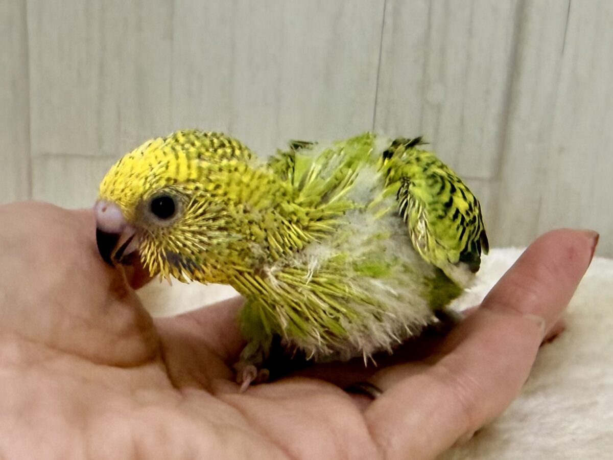 画像更新☆パキパキっとハッキリカラー💛💚セキセイインコのヒナ(グリーンオパーリン)入荷しました❤️ セキセイインコ