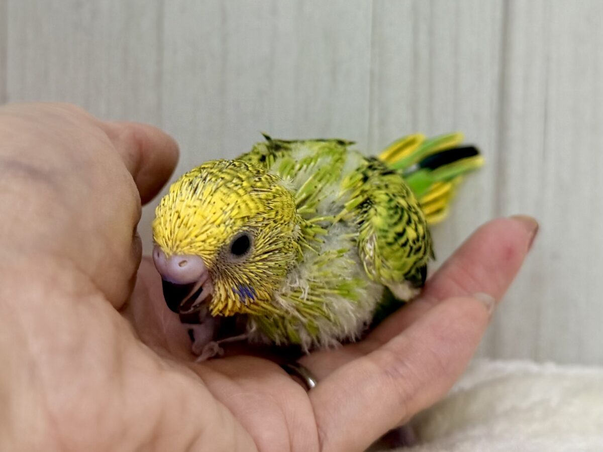 セキセイインコ
