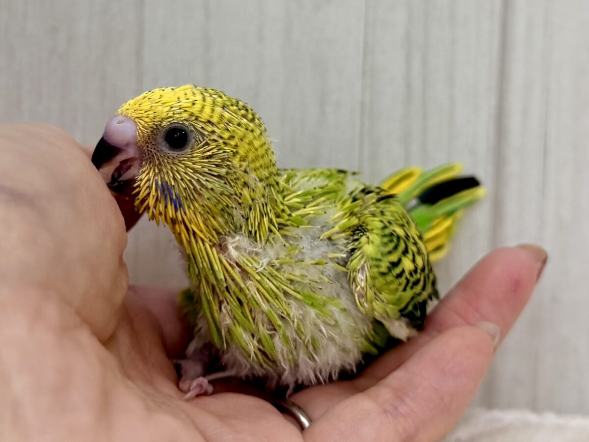 セキセイインコ