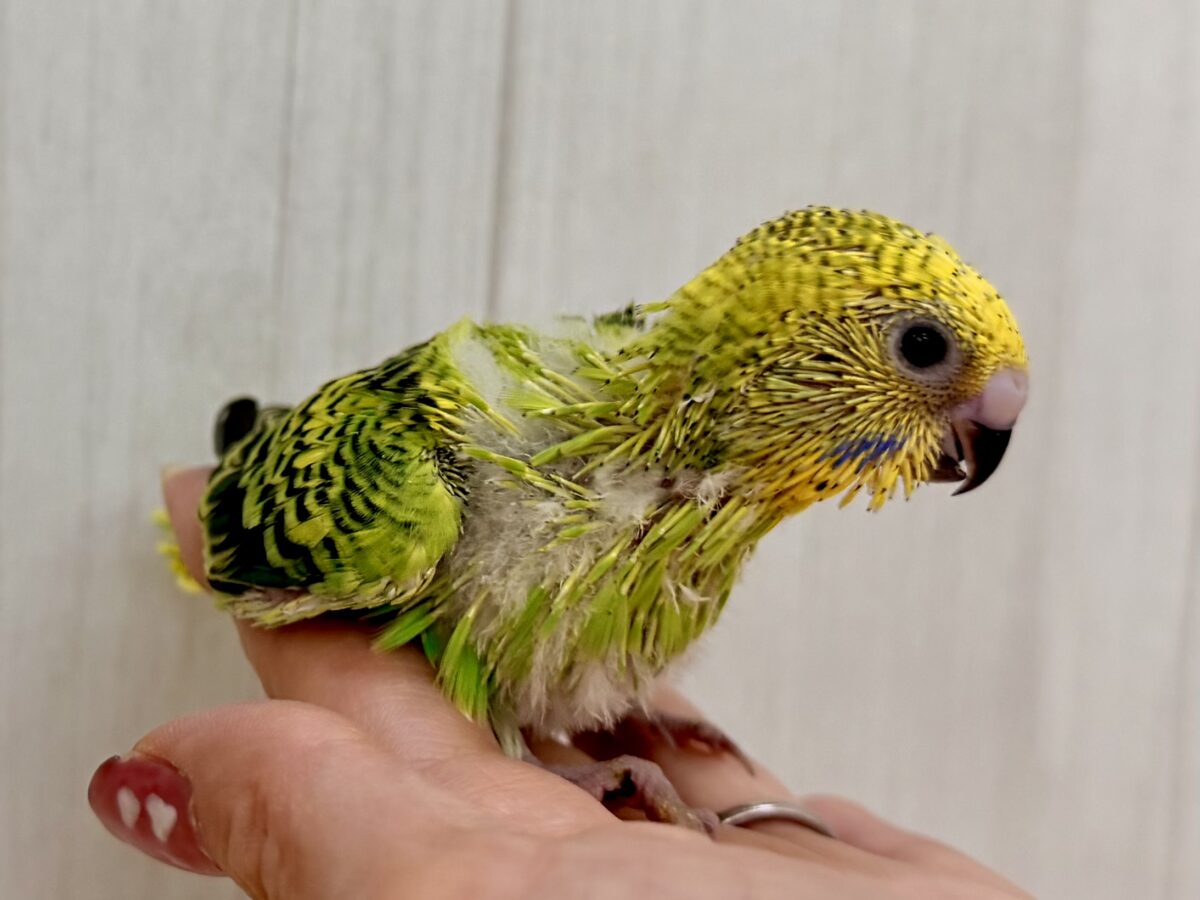 画像更新☆パキパキっとハッキリカラー💛💚セキセイインコのヒナ(グリーンオパーリン)入荷しました❤️ セキセイインコ