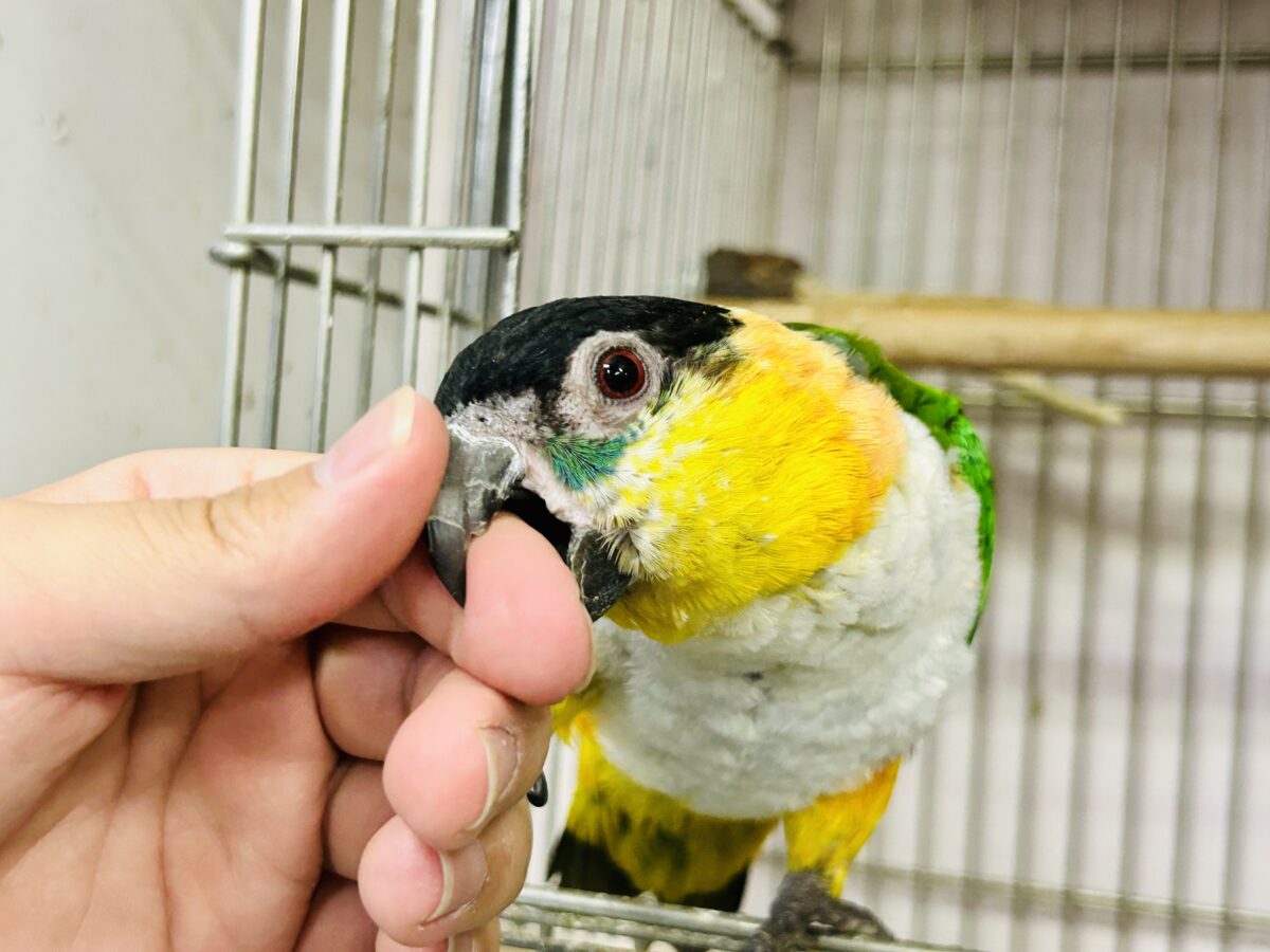 ズグロシロハラインコ