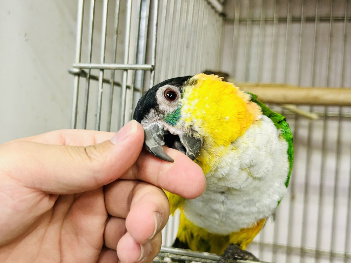 ズグロシロハラインコ