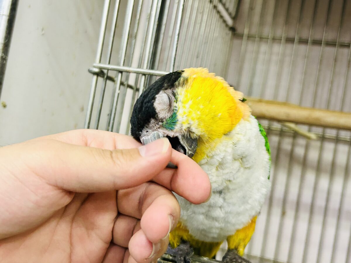 ズグロシロハラインコ