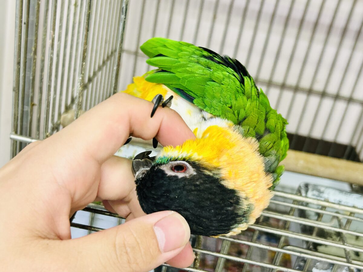 ズグロシロハラインコ