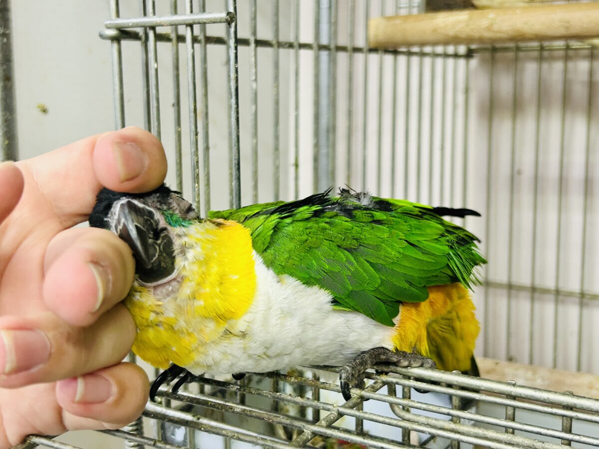 ズグロシロハラインコ