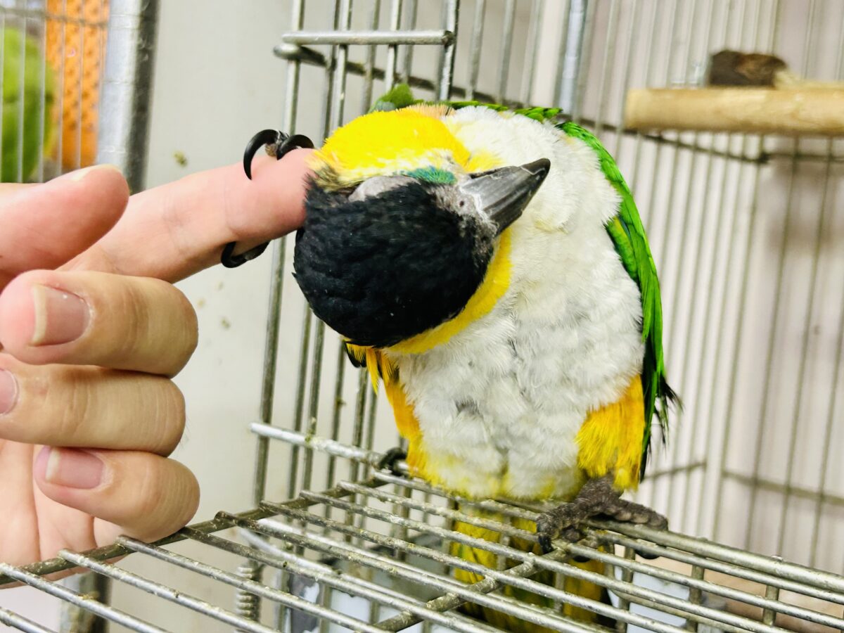 ズグロシロハラインコ