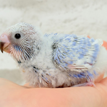 “愛嬌”って言葉がピッタリかも🐣💖セキセイインコ(スパングル) ヒナ