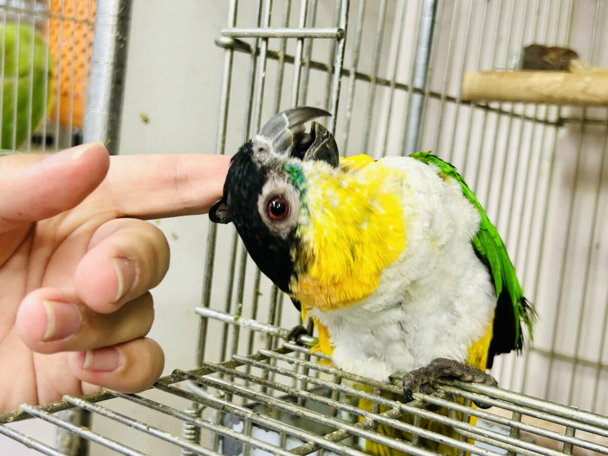 ズグロシロハラインコ