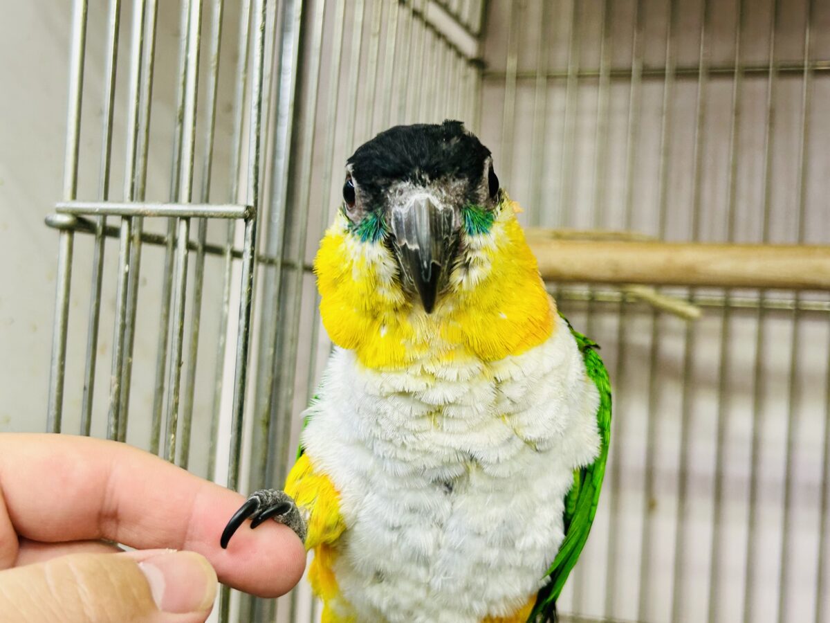 ズグロシロハラインコ
