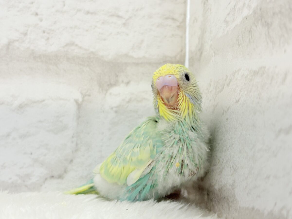 セキセイインコ