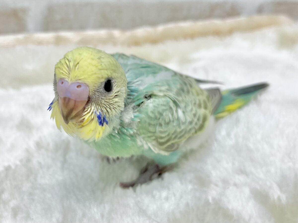 セキセイインコ