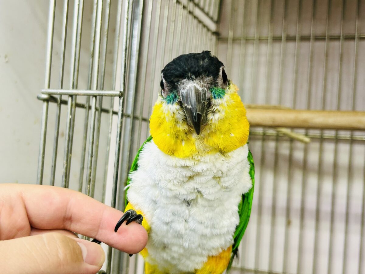 ズグロシロハラインコ