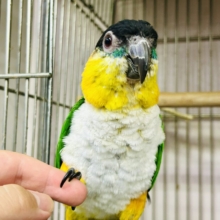 【最新画像更新☆☆】１日１歩！３日で３歩！コツコツタイプです♪　ズグロシロハラインコ