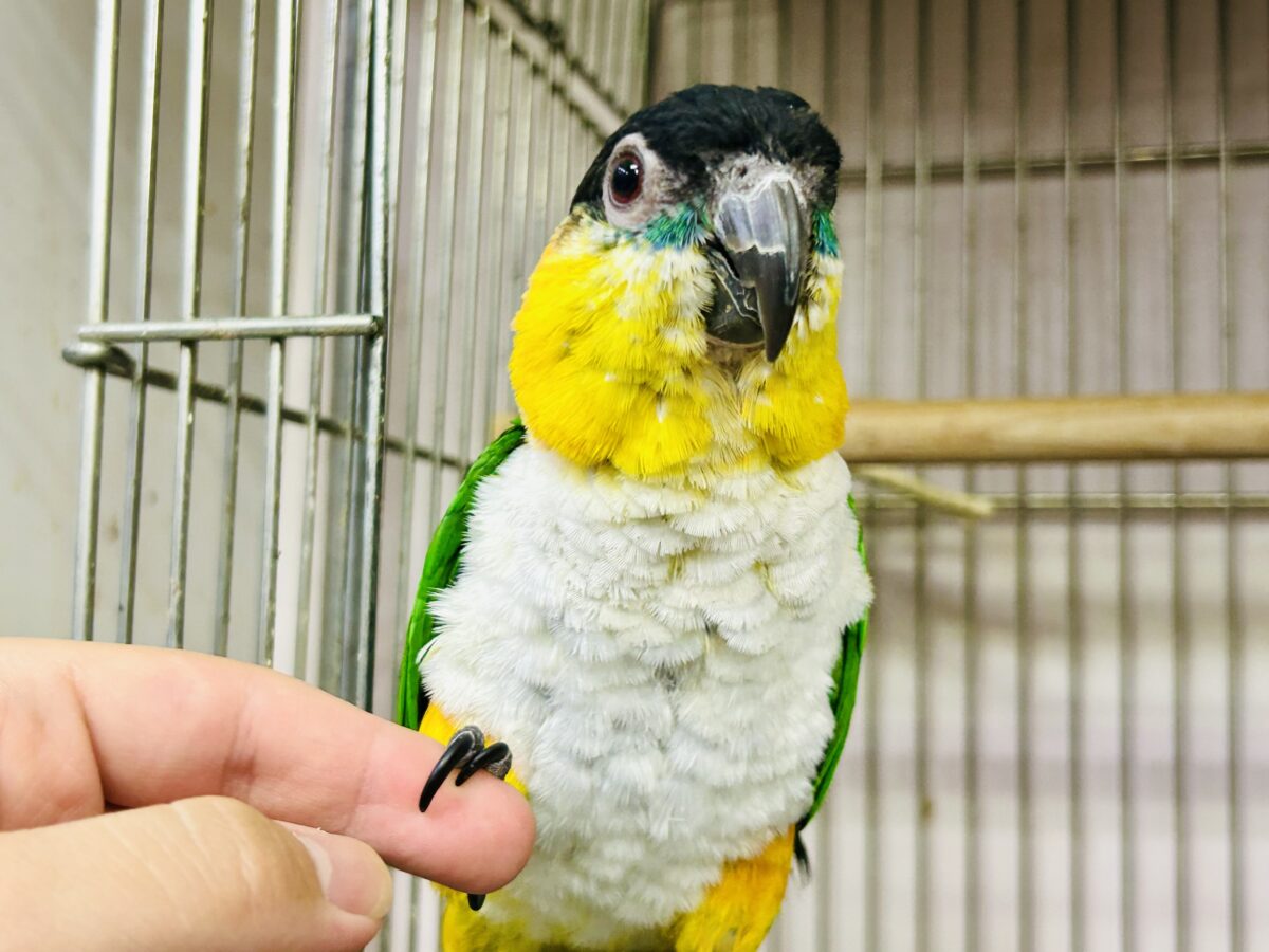 【最新画像更新☆☆】１日１歩！３日で３歩！コツコツタイプです♪　ズグロシロハラインコ