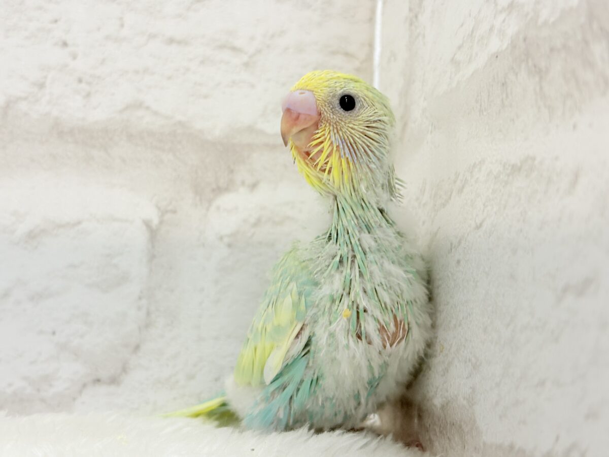 【最新画像更新🪄】ポップなメロンソーダちゃん🐣🍈セキセイインコ(パステルカラーレインボー) ヒナ セキセイインコ
