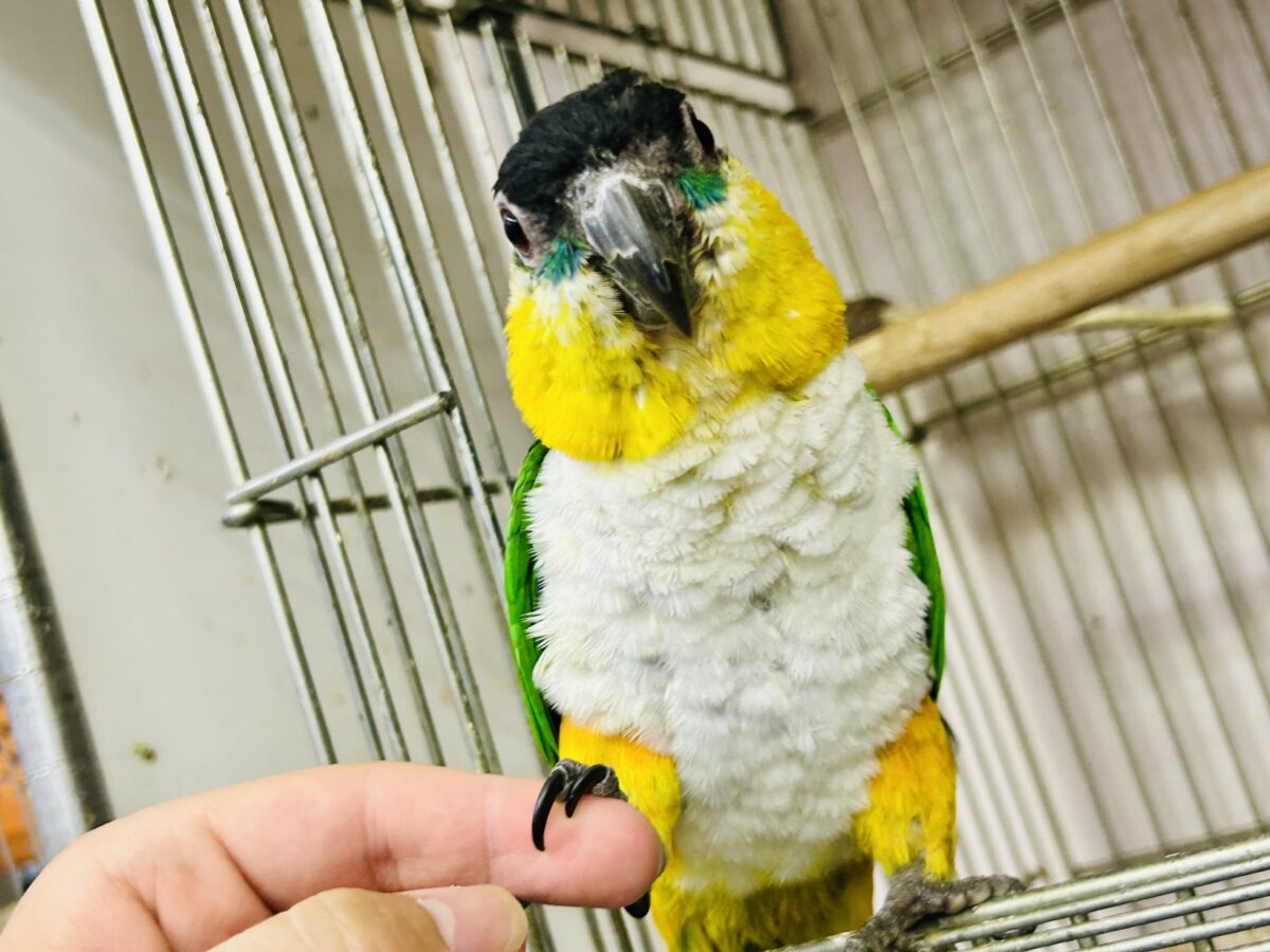 ズグロシロハラインコ