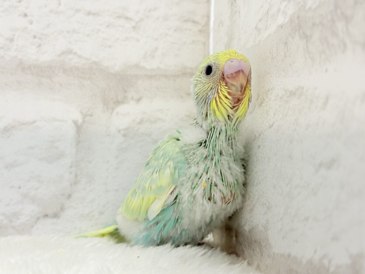セキセイインコ