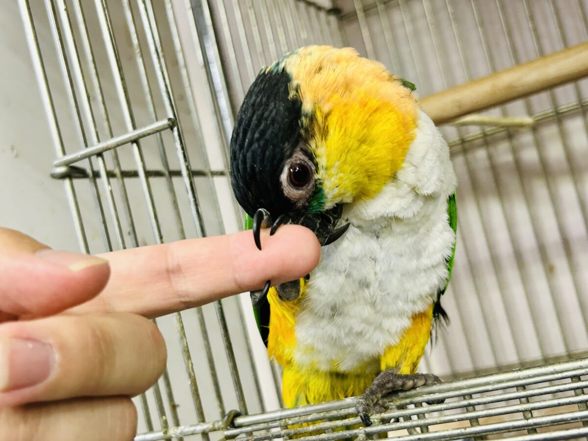 ズグロシロハラインコ