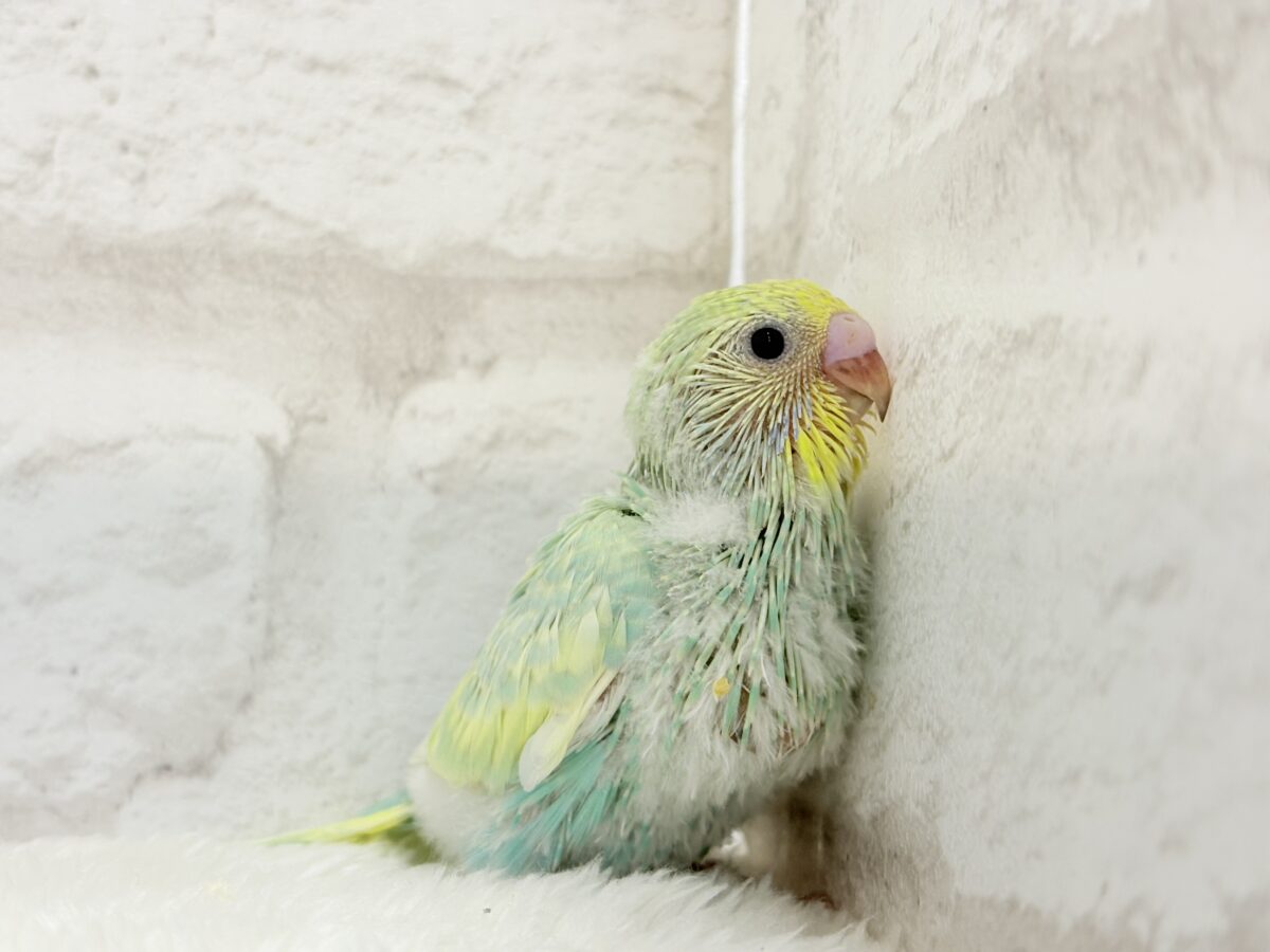 【最新画像更新🪄】ポップなメロンソーダちゃん🐣🍈セキセイインコ(パステルカラーレインボー) ヒナ セキセイインコ