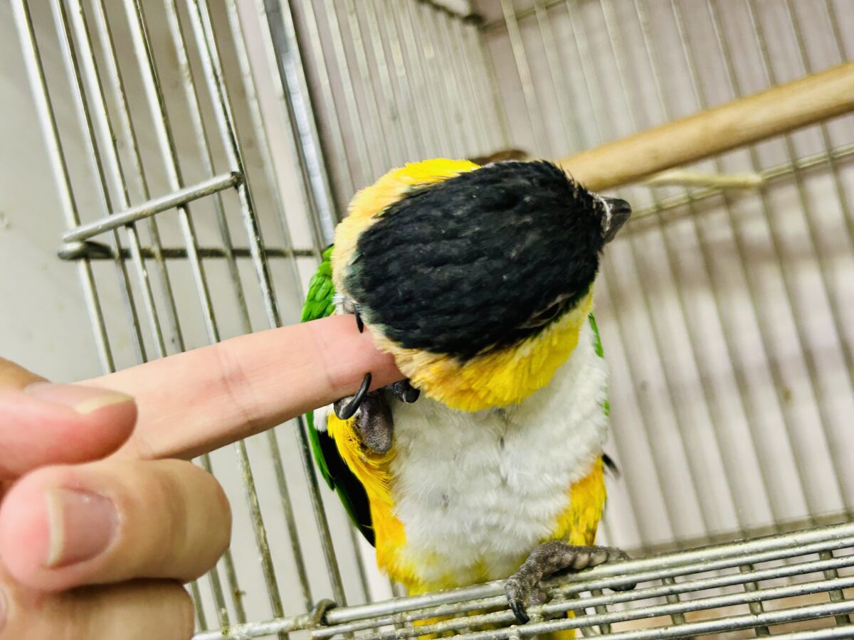 ズグロシロハラインコ