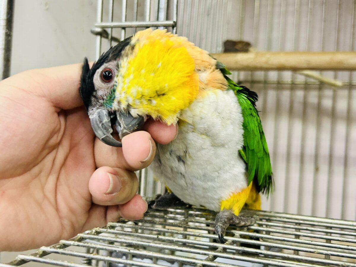 ズグロシロハラインコ