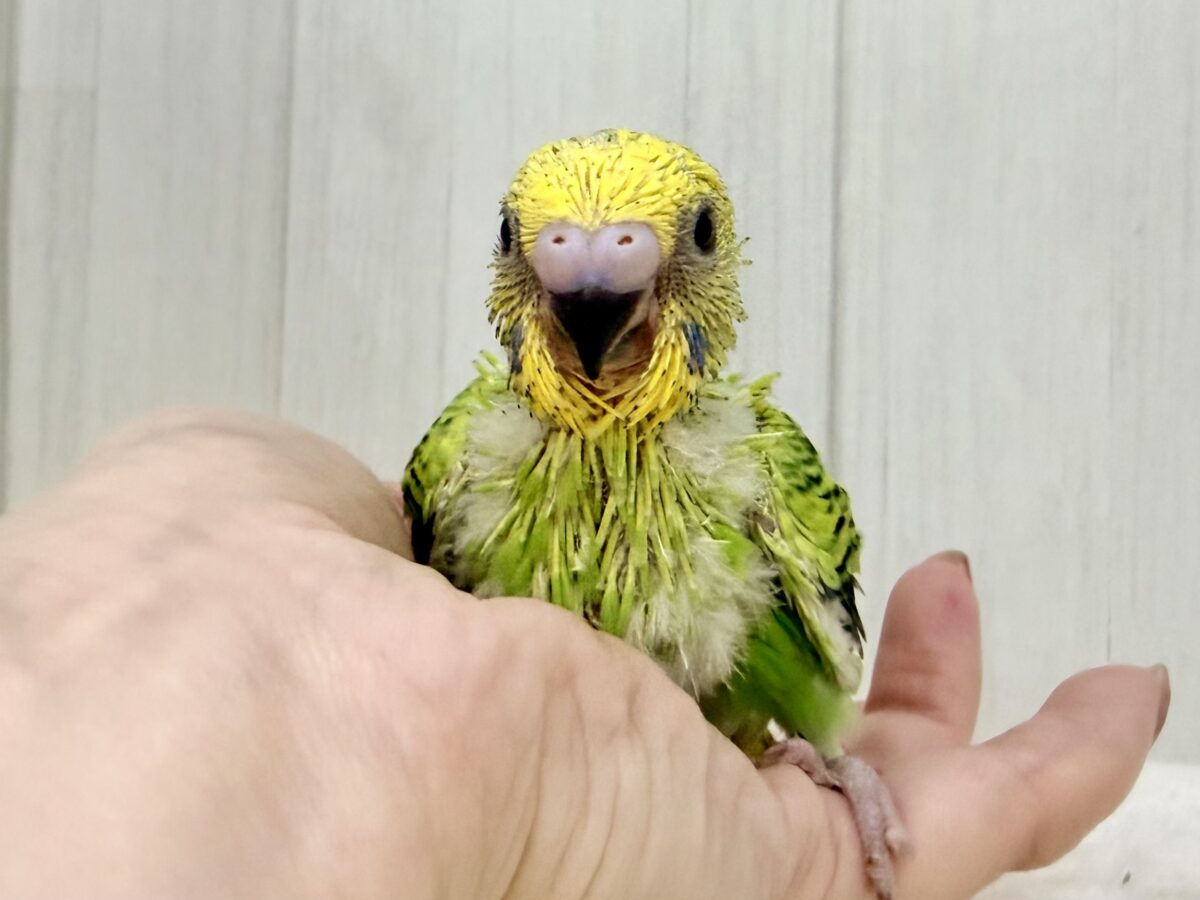 画像更新☆パキパキっとハッキリカラー💛💚セキセイインコのヒナ(グリーンオパーリン)入荷しました❤️ セキセイインコ