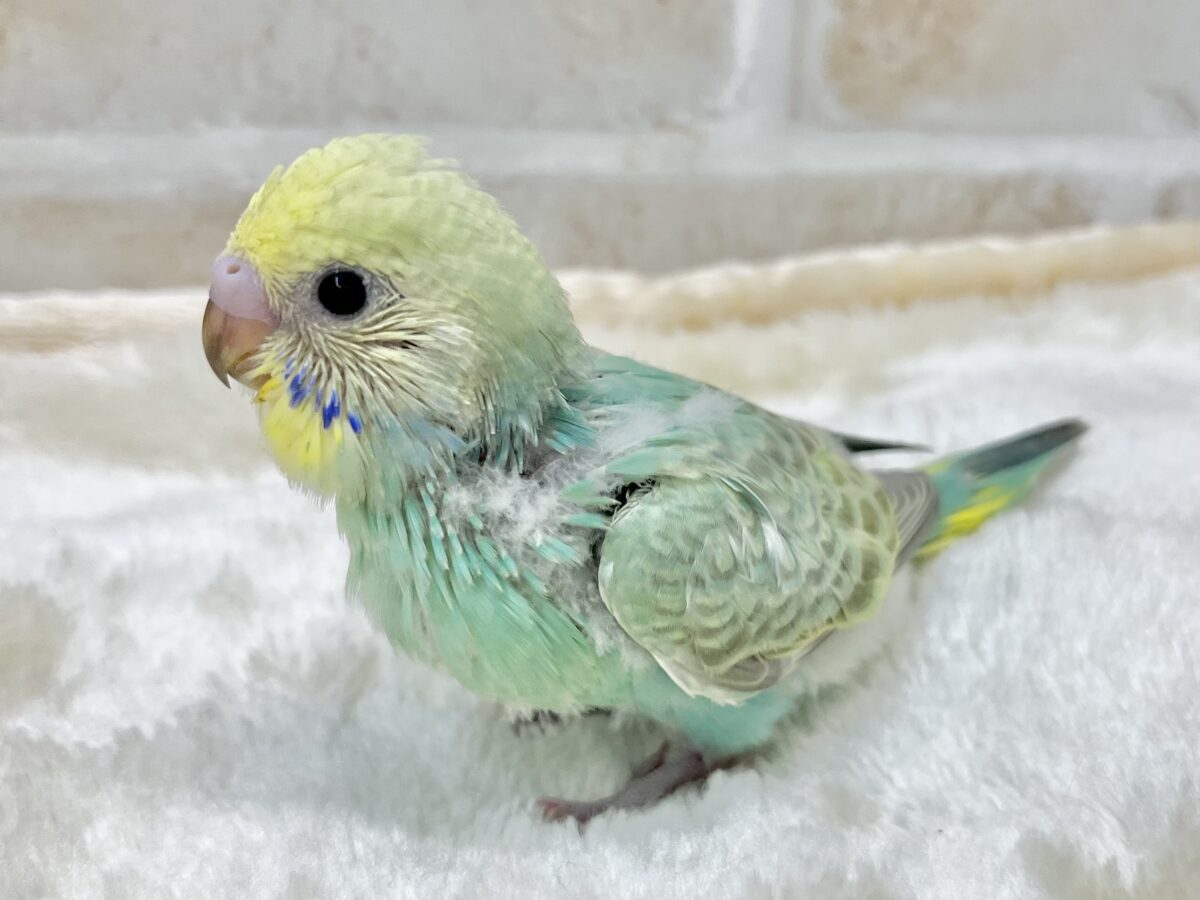 セキセイインコ