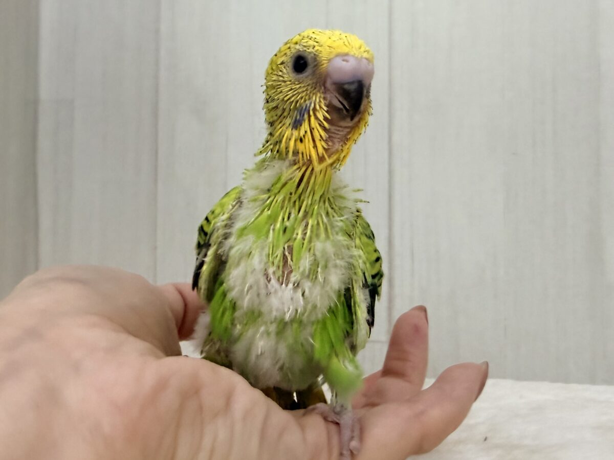 セキセイインコ