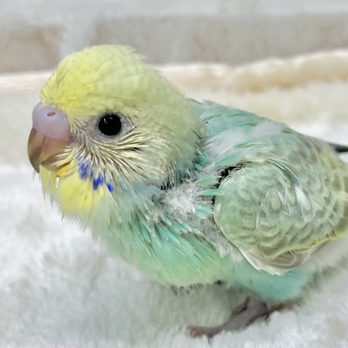キレイなエメラルドグリーン💎💚✨　セキセイインコ（パステルレインボー）